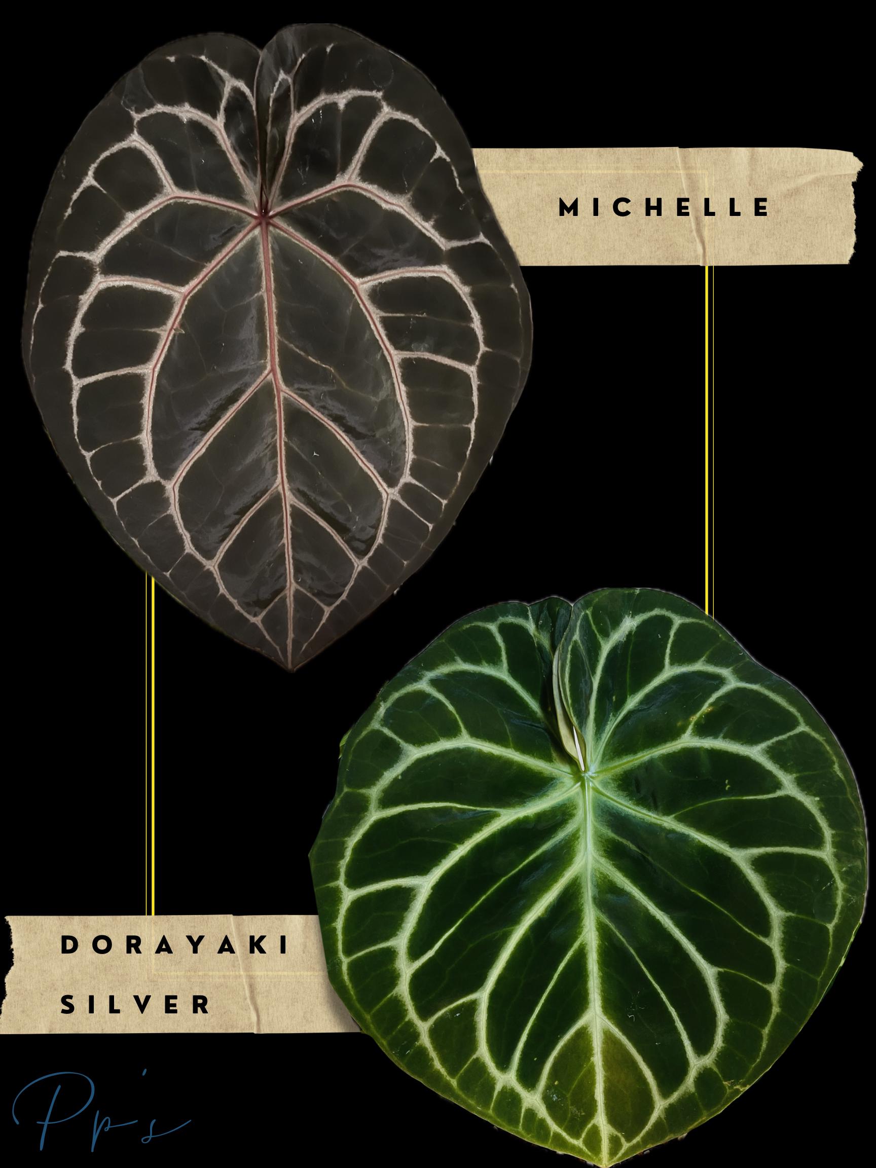 Anthurium Michelle X Michelle - Etsy