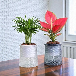 May include: Two decorative glass planters with live plants. One planter holds a green plant with thin leaves, the other a plant with large red and green leaves. Both planters have a diamond pattern and sit on a wooden table.