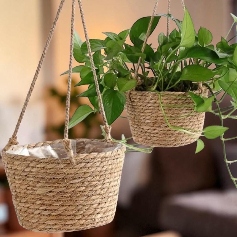 money tree pics Money Tree Plant | Tropical Indoor Plants & Houseplants for Delivery