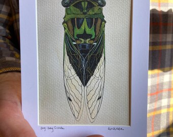 Dog-Day Cicada - Matted Art Print - Fits 8 x 10 or 5 x 7 Frame - Insect Painting - Natural Art - Entomology - Wildlife - Realism