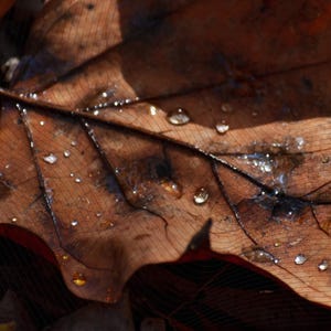May include: Close-up of a brown leaf with water droplets. The leaf has a detailed texture with visible veins and a subtle pattern of curved lines. The droplets glisten, reflecting light.