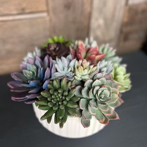 Puede incluir: Un cuenco de cerámica blanco lleno de una variedad de suculentas coloridas. Las suculentas muestran tonos de verde, morado y rojo. El cuenco tiene una textura acanalada y se asienta sobre una superficie oscura.