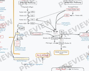 Diagramma della cascata della coagulazione
