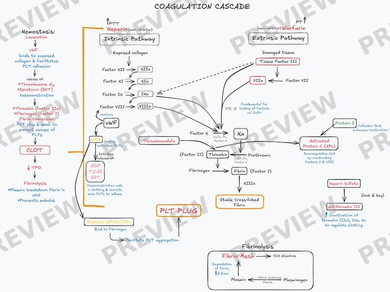 Coagulation Cascade Diagram - Etsy