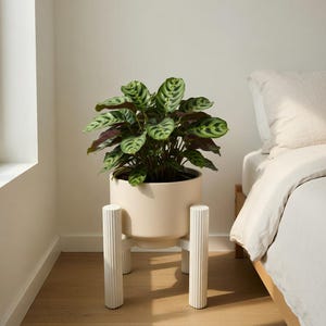 May include: A white ceramic mug with a black handle and the text "But First, Coffee" in a black, bold font. The mug is on a white surface.