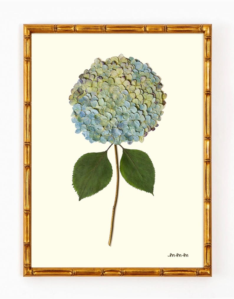 Multicolor Hydrangea Wall Art Print | Blue Pink Green Botanical Floral Art | Giclée Fine Art Print | Hydrangea No. 5 image 1