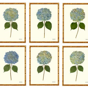 May include: Six framed botanical prints featuring blue hydrangea flowers with green leaves and stems. The prints are set against a cream background and framed in gold bamboo-style frames, creating a natural and elegant aesthetic.