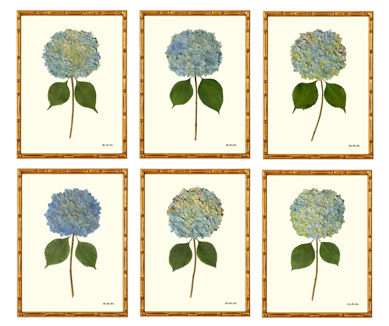 May include: Six framed botanical prints featuring blue hydrangea flowers with green leaves and stems. The prints are set against a cream background and framed in gold bamboo-style frames, creating a natural and elegant aesthetic.