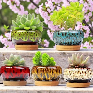 Könnte beinhalten: Fünf kleine Keramik-Sukkulenten-Pflanzgefäße in verschiedenen Farben, darunter Grün, Rot, Blau und Braun. Jedes Pflanzgefäß enthält eine andere Art von Sukkulentenpflanze und steht auf einem kleinen, runden Holzsockel. Die Pflanzgefäße sind auf einer Holzoberfläche angeordnet.