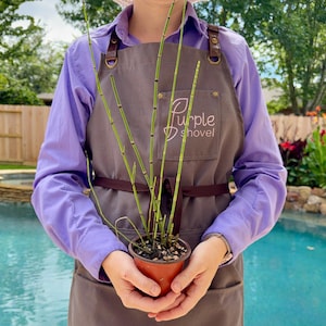 May include: A brown apron with the text Purple Shovel printed in white on the chest pocket. The apron features brown straps with metallic hardware. A small terracotta-colored pot containing a green horsetail plant is held in front of the apron.