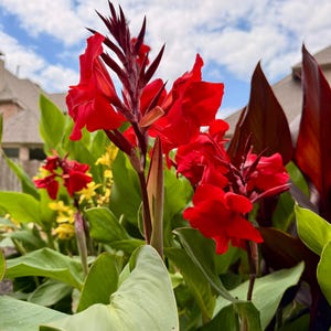 May include: Bright red canna lilies in full bloom, set against a backdrop of green foliage and a partly cloudy blue sky. The flowers have large, vibrant petals and are surrounded by broad, green leaves. Other yellow flowers are also visible.