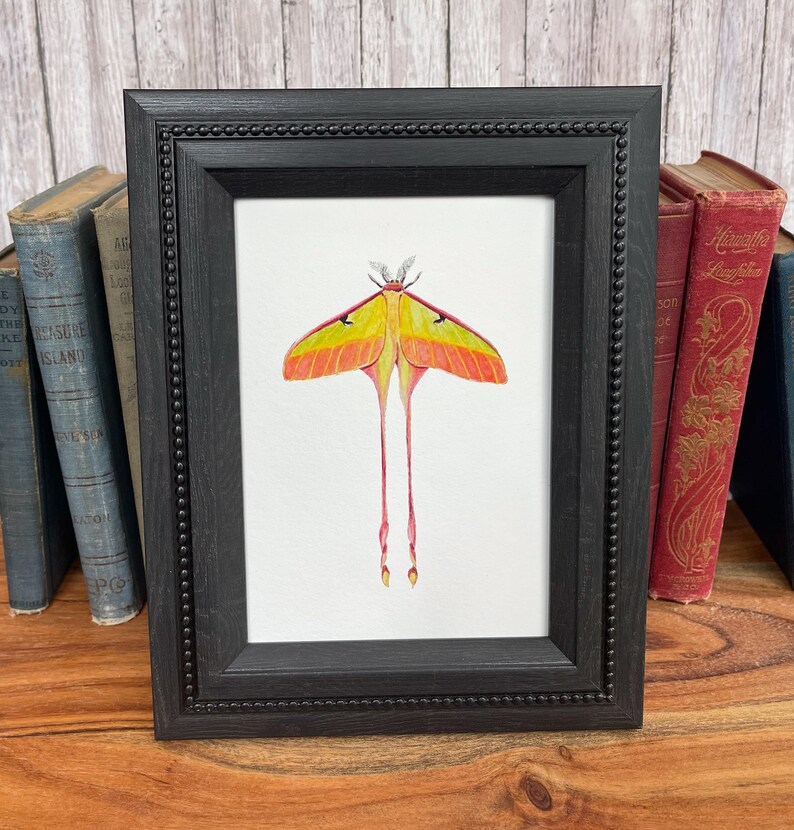 Luna Moth Watercolor Print Giclée Fine Art Print Moon Moth - Etsy