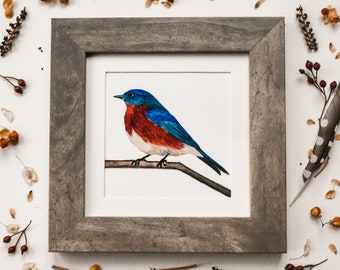 Bluebird Watercolor Print, Giclée Fine Art Print, Bird Watcher Gift, Bird painting, Bird Buddy, watercolor bird prints