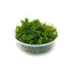 Può includere: Un contenitore di plastica trasparente pieno di muschio verde vibrante. Il muschio ha un aspetto denso e strutturato, con numerose piccole e delicate foglie. Il contenitore è posto su uno sfondo bianco.