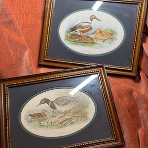 Vintage Framed Duck Prints Set of 2, Mallard and Shoveller Bird Wall Art, Traditional Brown Wood Frames