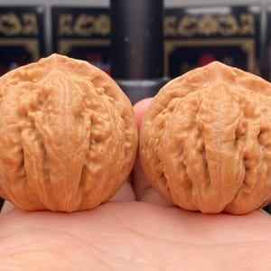 May include: Two light brown walnuts with deeply textured, wrinkled shells. The shells feature prominent ridges and a distinct central seam running vertically across the surface of each nut, showcasing a natural, organic, and highly detailed exterior.