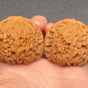 Puede incluir: Dos nueces marrones con superficies texturizadas se sostienen en una mano. Las nueces tienen un patrón detallado y acanalado en sus superficies. El color es un marrón cálido y natural, y la apariencia general es orgánica y detallada.