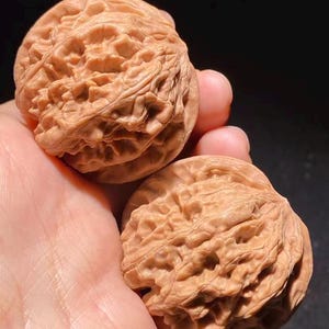 Puede incluir: Dos nueces marrones con superficies texturizadas se sostienen en una mano sobre un fondo oscuro. Las nueces tienen un aspecto rugoso y acanalado, mostrando su forma natural. La iluminación resalta los detalles del exterior de la nuez.