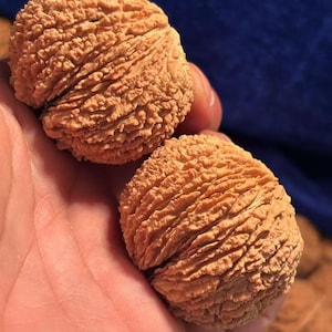 May include: Two light brown, round, and deeply textured walnuts with intricate, wrinkled, and ridged shells. The surfaces of these nuts feature a complex, organic pattern of deep grooves and raised ridges, showcasing a natural, woody, and light tan coloration.