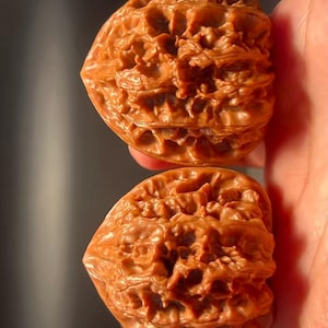 Collector's Grade wild bison ye niu Lion head Wenwan walnut Walnuts 40mm - Pair YN002 - Hand Exerciser Meditative Tool - Wood Fidget Toy