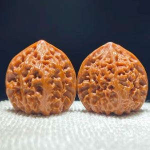 May include: Two intricately carved, reddish-brown walnuts. The detailed carvings create a textured surface, with a complex pattern of ridges and valleys. The walnuts are displayed on a white surface against a dark background, highlighting their unique design.