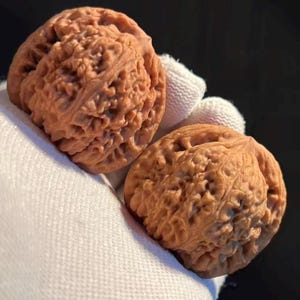 Puede incluir: Dos nueces marrones con superficies texturizadas se sostienen en un guante blanco. Las nueces tienen un patrón complejo y acanalado y son de color marrón claro. El fondo es oscuro, enfatizando los detalles de las nueces.