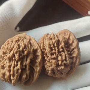 Puede incluir: Se muestran dos nueces marrones con superficies texturizadas. Las nueces se sostienen en un guante blanco, con una caja de madera visible en el fondo. Las nueces son de color marrón claro.