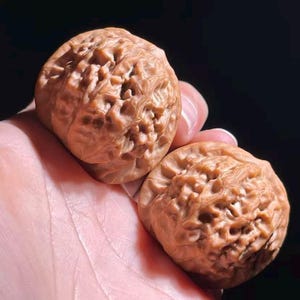 May include: Two brown walnuts with textured surfaces are held in a hand against a dark background. The walnuts have a complex, organic pattern of ridges and crevices, showcasing their natural form. The image highlights the details of the nut's exterior.