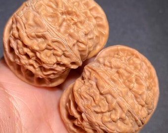 Samlarklass palatslykta Lejonhuvud Wenwan valnöt Valnötter 40 mm - Par GD005 - Handtränare Meditativt verktyg - Trä Fidgetleksak