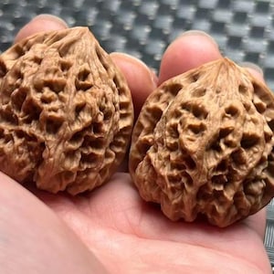 May include: Two brown walnuts with textured surfaces are held in a person's hand. The walnuts have a rough, ridged appearance and are a light brown color. The image is a close-up shot, highlighting the details of the nuts.