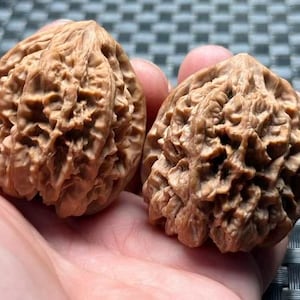 Puede incluir: Dos nueces marrones con superficies texturizadas se sostienen en la mano de una persona. Las nueces tienen un aspecto rugoso y acanalado y son de color marrón claro. El fondo es un patrón borroso de gris y negro.