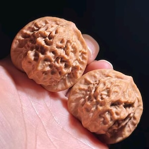 May include: Two brown walnuts with a textured, ridged surface are held in a hand. The walnuts have a natural, organic appearance, with intricate patterns and a warm, earthy tone. The background is dark.