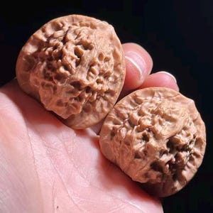 May include: Two intricately carved walnut shells, each with a detailed, textured surface. The shells are a warm, light brown color and appear to be hand-carved. The shells are held in a person's hand against a dark background.