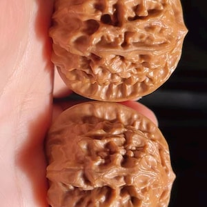 May include: Two brown walnuts with textured surfaces are held in a hand. The walnuts have a detailed, ridged pattern and a natural, earthy color. The image is a close-up, highlighting the intricate details of the nut shells.