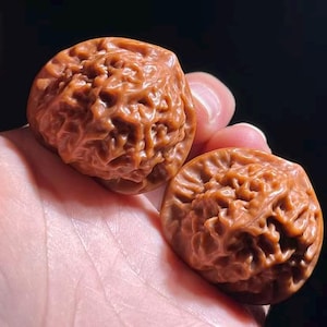 May include: Two brown, intricately carved walnuts are held in a hand. The walnuts have a textured, brain-like appearance with deep grooves and ridges. The background is dark, emphasizing the details of the nuts.
