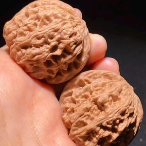 Puede incluir: Dos nueces marrones con una superficie texturizada se sostienen en una mano. Las nueces tienen una superficie rugosa y acanalada y un color marrón claro. El fondo es oscuro, destacando los detalles.