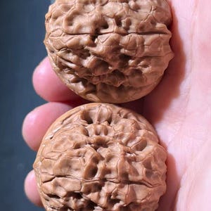 May include: Two brown walnuts with textured surfaces are held in a hand. The walnuts have a rough, ridged appearance, with a light brown color. The image is a close-up, highlighting the details of the nut's exterior.