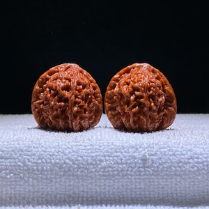 May include: Two polished, deep reddish-brown walnuts with highly intricate, deeply grooved, and textured shells. The pair of nuts are rounded in shape, displaying a glossy finish that highlights the complex, organic patterns of the outer surface.