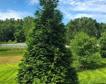 1 Foot Green Giant Arborvitae