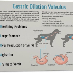 May include: A canvas print illustrating Gastric Dilation Volvulus in dogs. The image includes diagrams of a dog's digestive system, symptoms like breathing problems, and recommendations to reduce the risk of bloat. The text is in English.