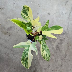 philodendron buono Philodendron Jose Buono – Berlinplant