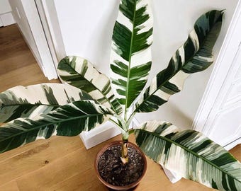 Musa Ae Ae ist eine bunte Bananenpflanze - Seltene Tropische Bananenstaude für Innen- und Außenbereich | Lebende Pflanze | Exotisches buntes Laub