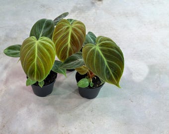 Philodendron El Choco Red – Rare Velvet Leaf Aroid | Philodendron Rubrijuvenile with Red New Growth | Heart-Shaped Indoor Plant