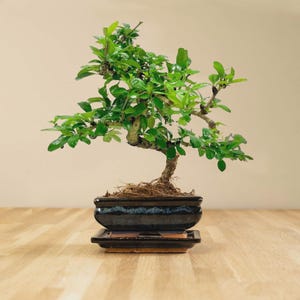 Live Fukien Tee Bonsai Baum im glasierter Keramik-Topf, 30 cm Indoor Bonsai,