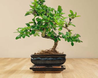 Bonsái de té de Fujian vivo en maceta de cerámica esmaltada, bonsái de interior de 30 cm.