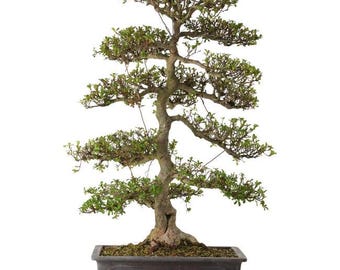 Gran bonsái de olmo chino – Tronco maduro en forma de S, Ulmus parvifolia – Para interior/exterior