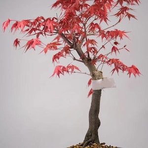 Deshojo bonsai Japanse esdoorn - schitterend rood lenteblad