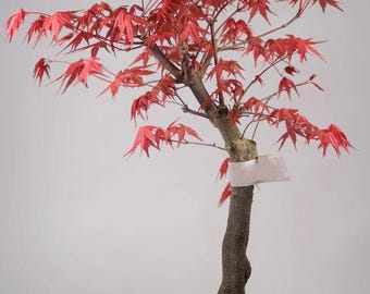 Bonsai klonu japońskiego Deshojo – lśniące czerwone wiosenne liście