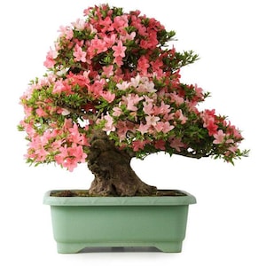 Satsuki Azalea Bonsaiträd – Rosa blommor, mogen stam, blommande inomhus-/utomhusväxt