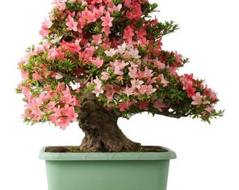 Satsuki Azalee Bonsai Baum - Rosa Blüten, ausgereifter Stamm, Innen- / Außenblütenpflanze